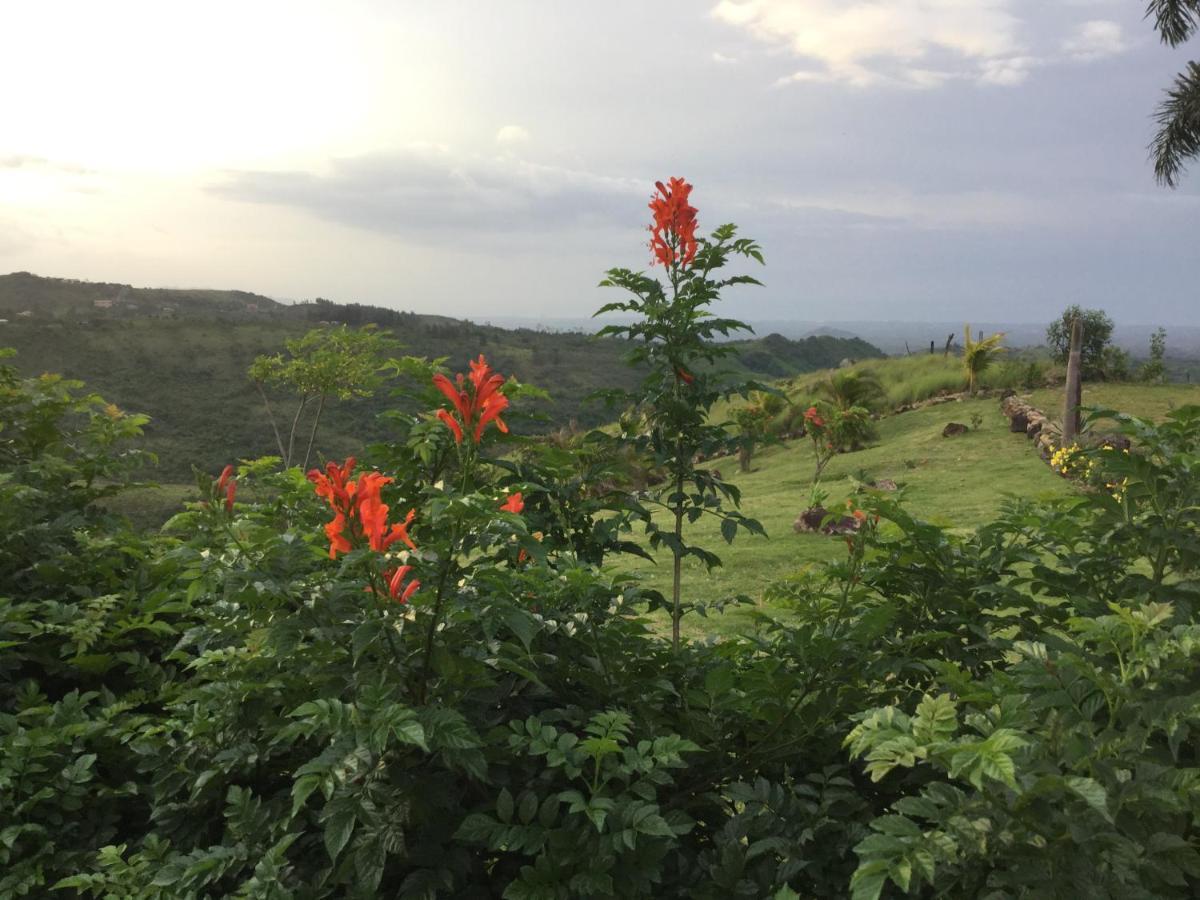 Hawk'S Nest Bed & Breakfast La Laguna de San Carlos 외부 사진