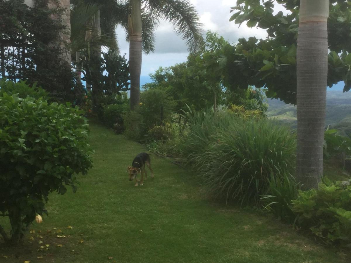 Hawk'S Nest Bed & Breakfast La Laguna de San Carlos 외부 사진
